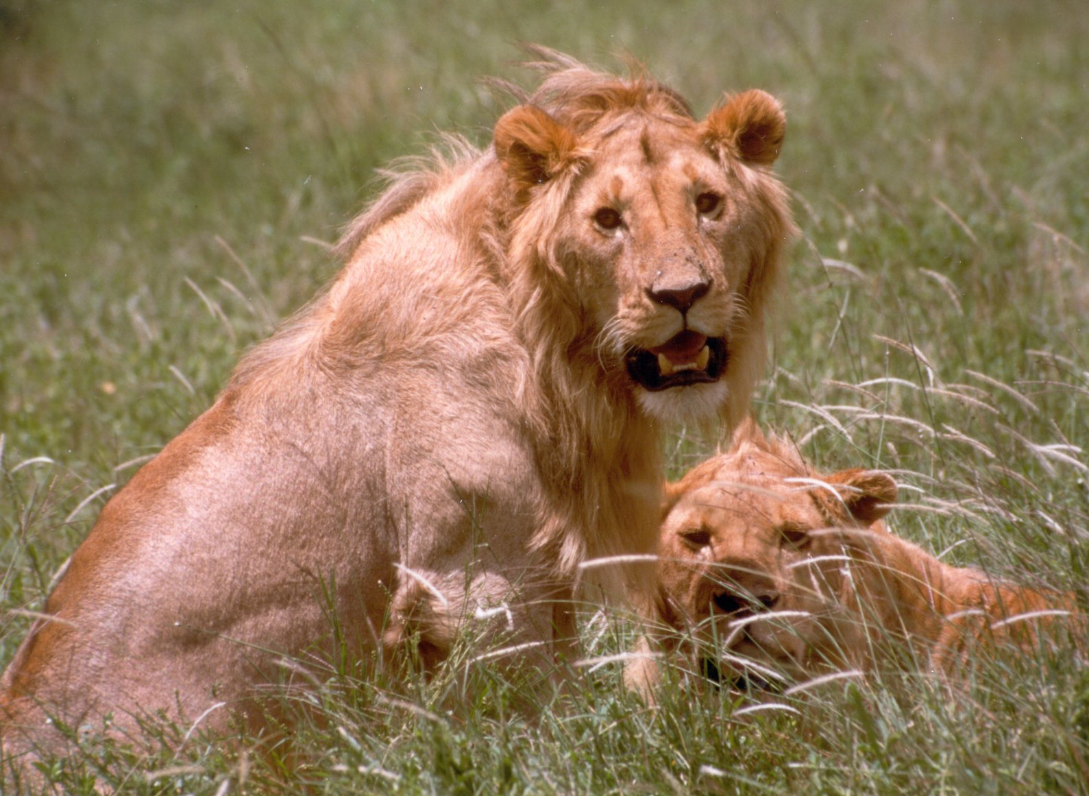 due giovani leoni